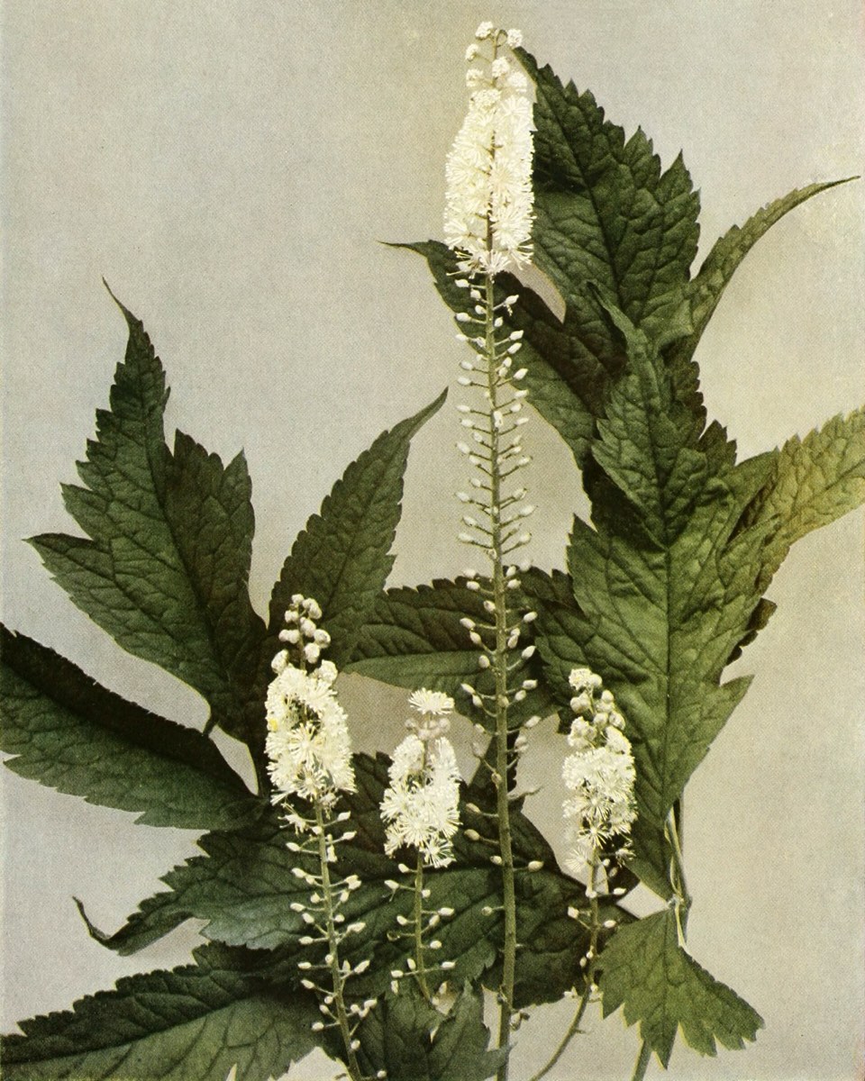 Photograph of black cohosh in flower