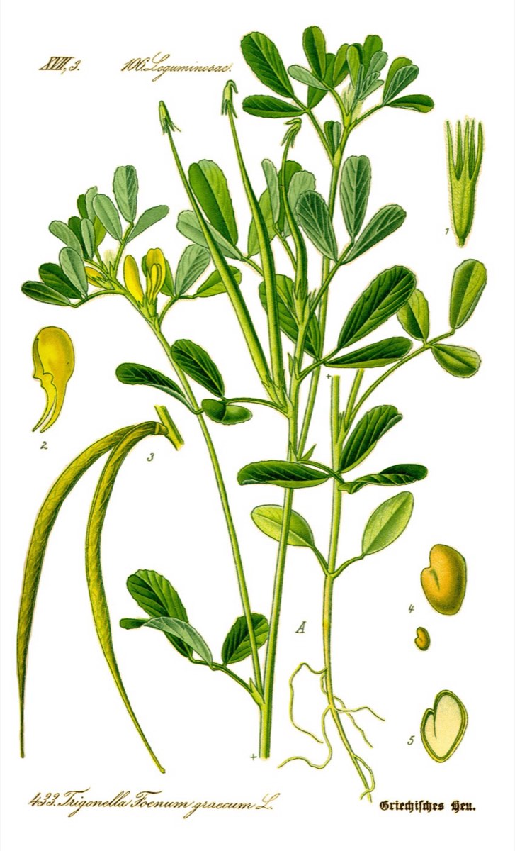 Botanical plate of fenugreek