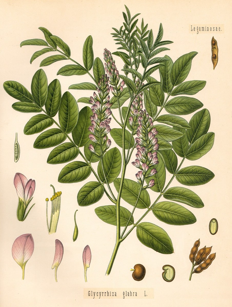 Botanical plate of licorice