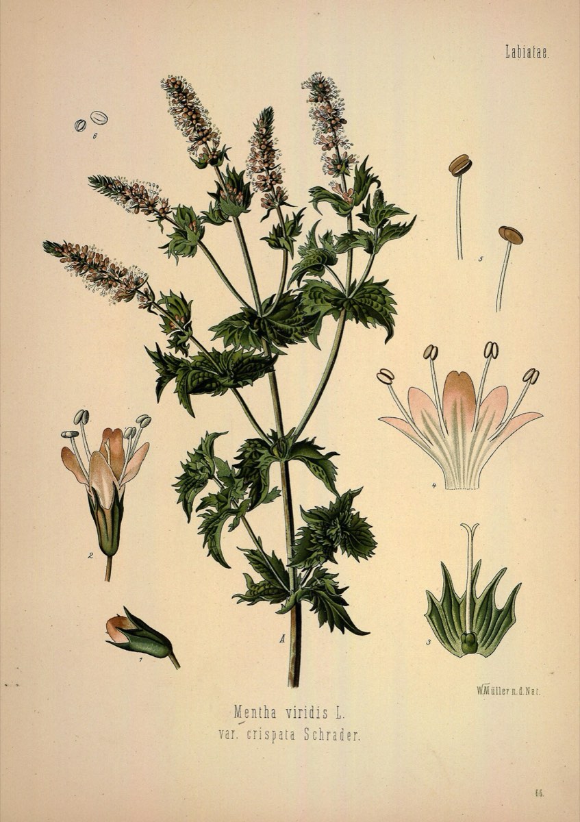 Botanical plate of spearmint
